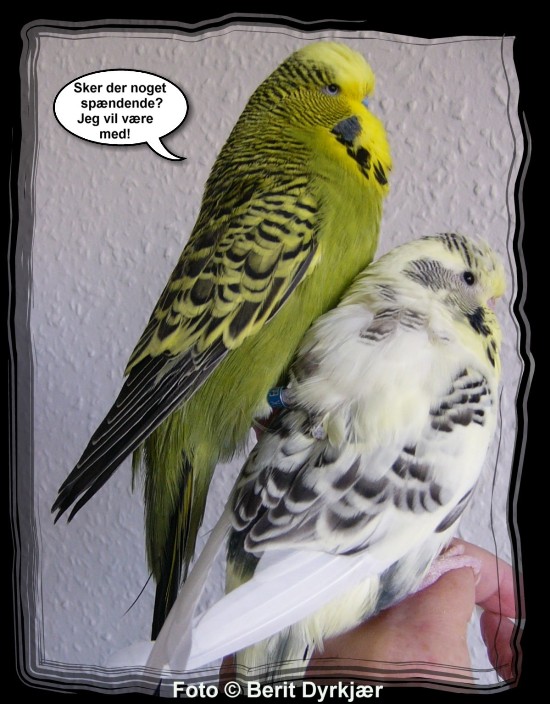 Images: 006_legetoej_09.jpg Images: 006_legetoej_09.jpg